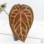 Anthurium Michelle '10' x Home, Sweet Home '32' by DocBlock® (wk26-K)