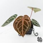 Anthurium Michelle '10' x Home, Sweet Home '32' by DocBlock® (wk27-A) - Image 3
