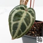 Anthurium Michelle '10' x Home, Sweet Home '32' by DocBlock® (wk27-A) - Image 4