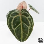 Anthurium Michelle '10' x Home, Sweet Home '32' by DocBlock® (wk27-A) - Image 5
