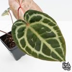 Anthurium Michelle '10' x Home, Sweet Home '32' by DocBlock® (wk27-A) - Image 6
