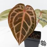 Anthurium Michelle '10' x Home, Sweet Home '32' by DocBlock® (wk27-A)
