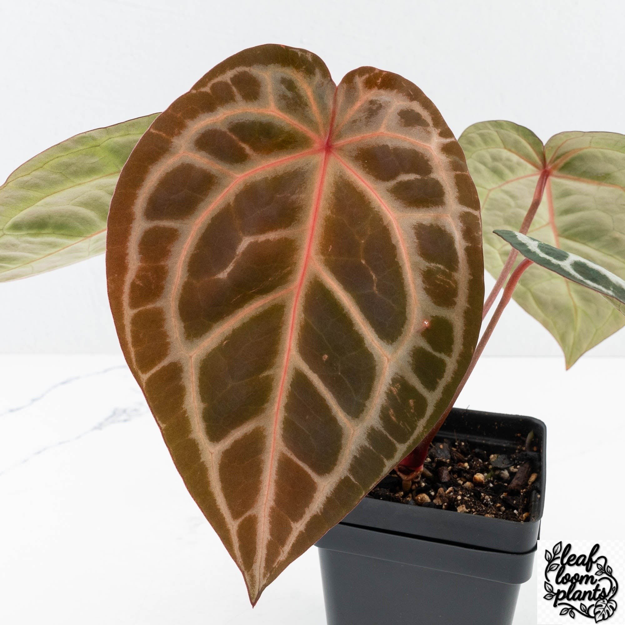 Michelle10xHomeSweetHome32-27A-6-2.jpg Clean Anthurium Michelle '10' x Home, Sweet Home '32' by DocBlock® (wk27-A) - Image 1