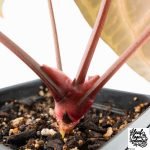 Anthurium Michelle '10' x Home, Sweet Home '32' by DocBlock® (wk27-A) - Image 7