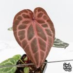 Anthurium Michelle '10' x Home, Sweet Home '32' by DocBlock® (wk28-A)