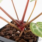 Anthurium Michelle '10' x Home, Sweet Home '32' by DocBlock® (wk29-L) - Image 10