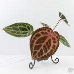 Anthurium Michelle '10' x Home, Sweet Home '32' by DocBlock® (wk29-L) - Image 2