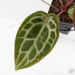 Anthurium Michelle '10' x Home, Sweet Home '32' by DocBlock® (wk29-L) - Image 4