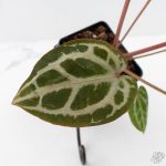 Anthurium Michelle '10' x Home, Sweet Home '32' by DocBlock® (wk29-L) - Image 5
