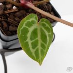 Anthurium Michelle '10' x Home, Sweet Home '32' by DocBlock® (wk29-L) - Image 6