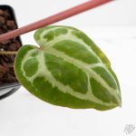 Anthurium Michelle '10' x Home, Sweet Home '32' by DocBlock® (wk29-L) - Image 7