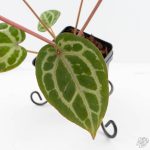 Anthurium Michelle '10' x Home, Sweet Home '32' by DocBlock® (wk29-L) - Image 8
