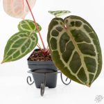Anthurium Michelle '10' x Home, Sweet Home '32' by DocBlock® (wk29-L) - Image 9