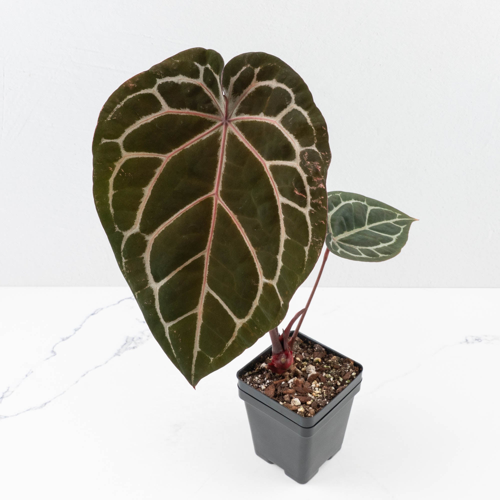 Michelle10xHomeSweetHome32-30D-2-1.jpg Anthurium Michelle '10' x Home, Sweet Home '32' by DocBlock® (wk30-D) - Image 1