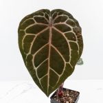Anthurium Michelle '10' x Home, Sweet Home '32' by DocBlock® (wk30-D) - Image 3