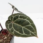 Anthurium Michelle '10' x Home, Sweet Home '32' by DocBlock® (wk30-D) - Image 4