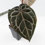 Anthurium Michelle '10' x Home, Sweet Home '32' by DocBlock® (wk30-D) - Image 5