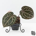 Anthurium Michelle '10' x Home, Sweet Home '32' by DocBlock® (wk30-M) - Image 2