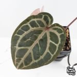 Anthurium Michelle '10' x Home, Sweet Home '32' by DocBlock® (wk30-M) - Image 4