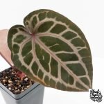 Anthurium Michelle '10' x Home, Sweet Home '32' by DocBlock® (wk30-M) - Image 5