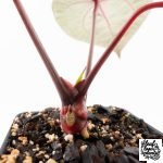 Anthurium Michelle '10' x Home, Sweet Home '32' by DocBlock® (wk30-M) - Image 6