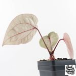 Anthurium Michelle '10' x Home, Sweet Home '32' by DocBlock® (wk30-M) - Image 7