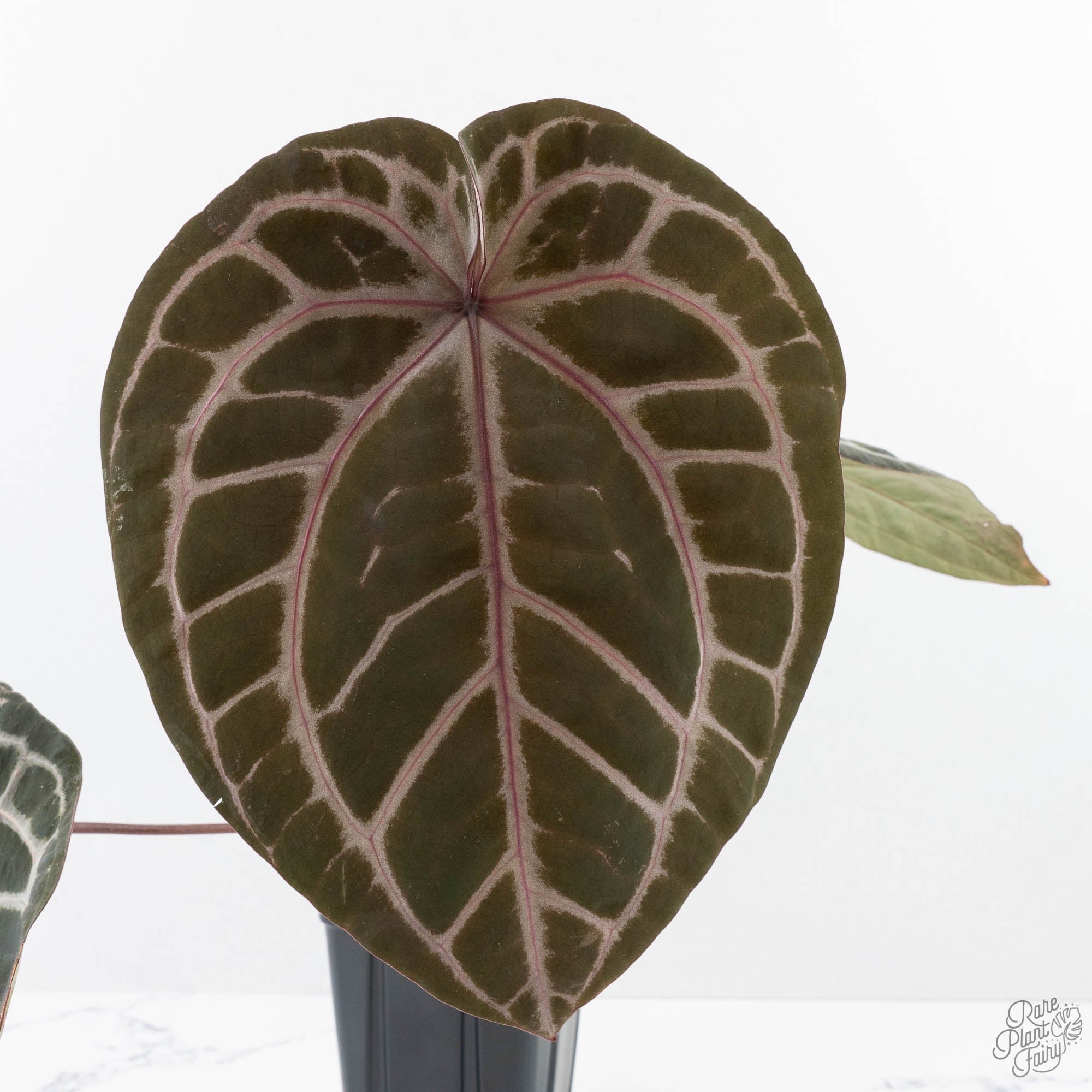 MichelleHotPink23XZara14-26J-2-2.jpg Anthurium Michelle Hot Pink '23' x Zara '14' by DocBlock® (wk26-J) - Image 1