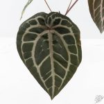 Anthurium Michelle Hot Pink '23' x Zara '14' by DocBlock® (wk26-J) - Image 4