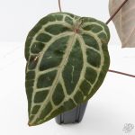 Anthurium Michelle Hot Pink '23' x Zara '14' by DocBlock® (wk26-J) - Image 5