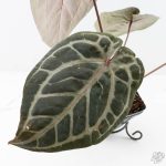 Anthurium Michelle Hot Pink '23' x Zara '14' by DocBlock® (wk26-J) - Image 6