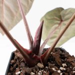 Anthurium Michelle Hot Pink '23' x Zara '14' by DocBlock® (wk26-J) - Image 7