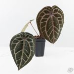 Anthurium Michelle Hot Pink '23' x Zara '14' by DocBlock® (wk26-J) - Image 2