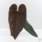 Anthurium Minerva '20' x Dark & Handsome '9' by DocBlock® 9 (wk26-A)