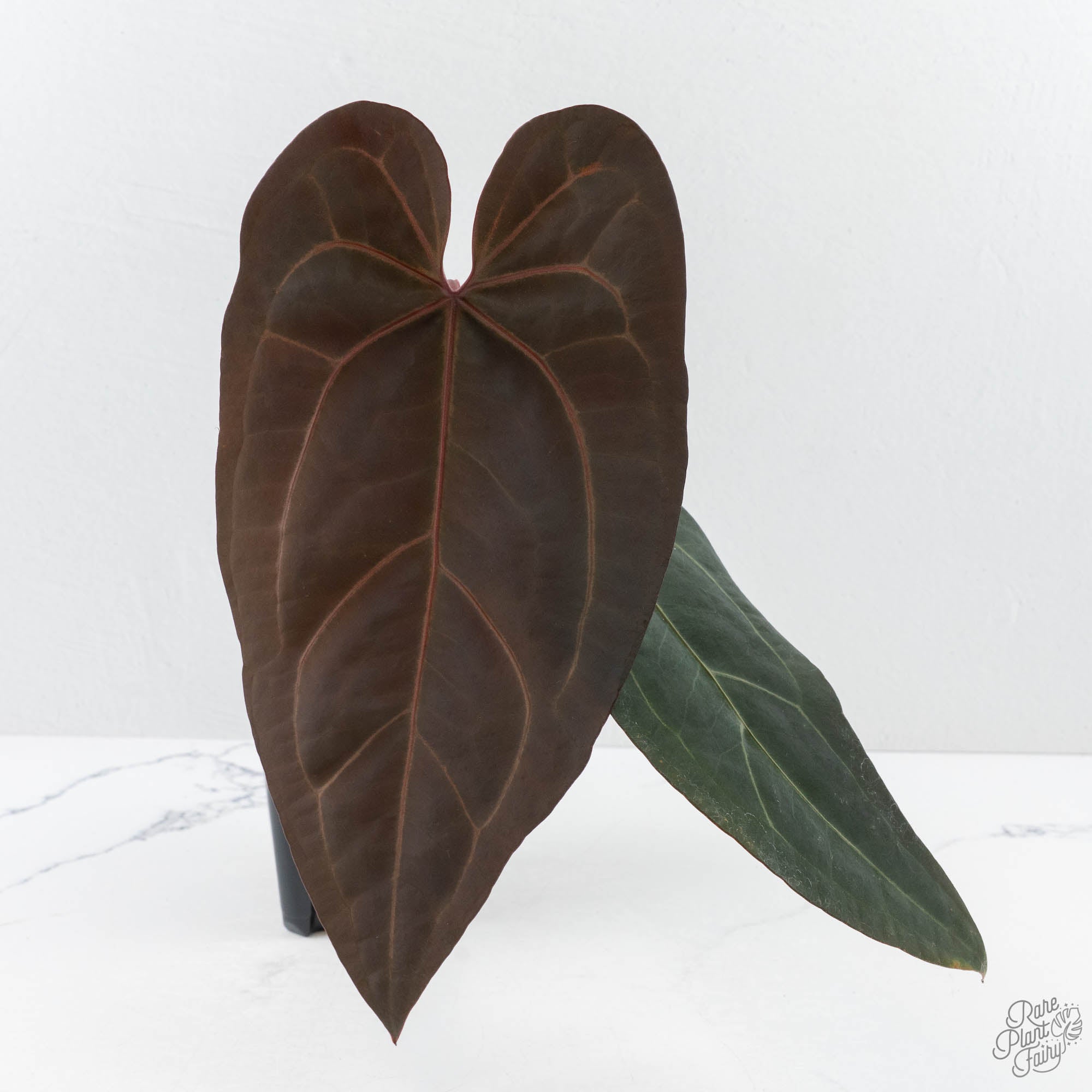 Minerva20XDark_Handsome9-26A-2-2.jpg Anthurium Minerva '20' x Dark & Handsome '9' by DocBlock® 9 (wk26-A) - Image 1