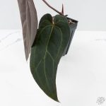 Anthurium Minerva '20' x Dark & Handsome '9' by DocBlock® 9 (wk26-A) - Image 4