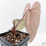Anthurium Minerva '20' x Dark & Handsome '9' by DocBlock® 9 (wk26-A) - Image 5
