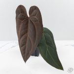 Anthurium Minerva '20' x Dark & Handsome '9' by DocBlock® 9 (wk26-A) - Image 2