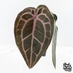 Anthurium Minerva '20' x Minerva '20' by DocBlock® (wk27-E) *Red Veins* - Image 2