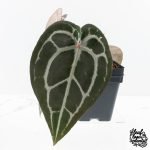 Anthurium Minerva '20' x Minerva '20' by DocBlock® (wk27-E) *Red Veins* - Image 3