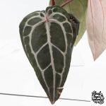 Anthurium Minerva '20' x Minerva '20' by DocBlock® (wk27-E) *Red Veins* - Image 4
