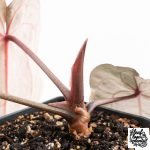 Anthurium Minerva '20' x Minerva '20' by DocBlock® (wk27-E) *Red Veins* - Image 5