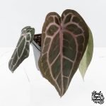 Anthurium Minerva '20' x Minerva '20' by DocBlock® (wk27-E) *Red Veins*
