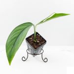 Monstera 'Croatii' (wk27-A)