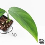 Monstera 'Croatii' (wk29-B) - Image 3