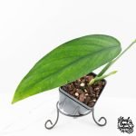 Monstera 'Croatii' (wk29-B) - Image 4