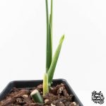 Monstera 'Croatii' (wk29-B) - Image 5