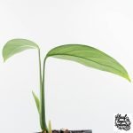 Monstera 'Croatii' (wk29-B) - Image 6