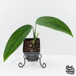 Monstera 'Croatii' (wk29-B)