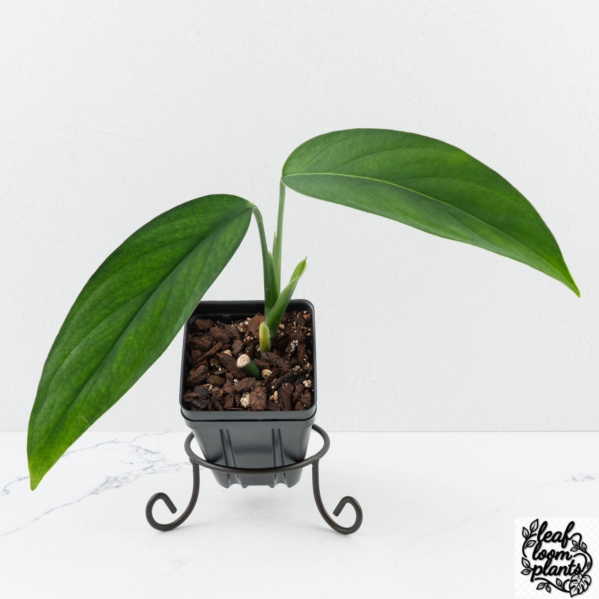 MonsteraCroatii-29Btopshot-2-2.jpg Clean Monstera 'Croatii' (wk29-B) - Image 1