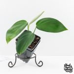 Monstera 'Croatii' (wk30-S)